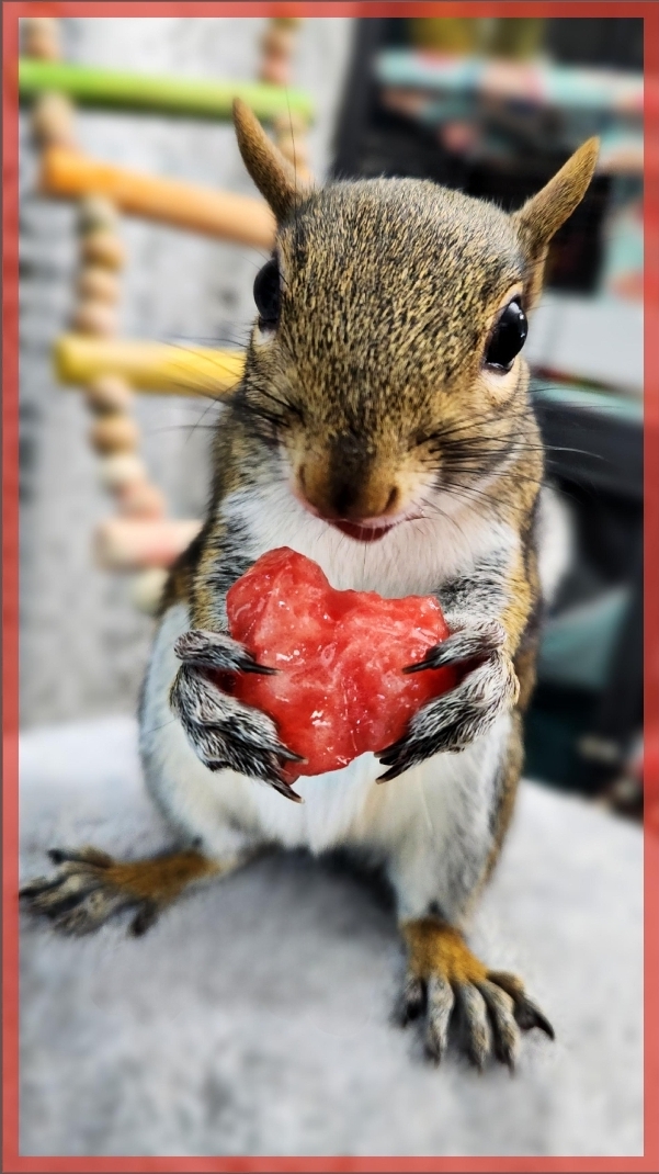 Squirrel of love Blank Meme Template