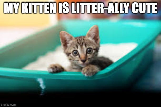 My kitten is litter-ally cute. | MY KITTEN IS LITTER-ALLY CUTE | image tagged in cats,kitten,funny,cute,play on words | made w/ Imgflip meme maker