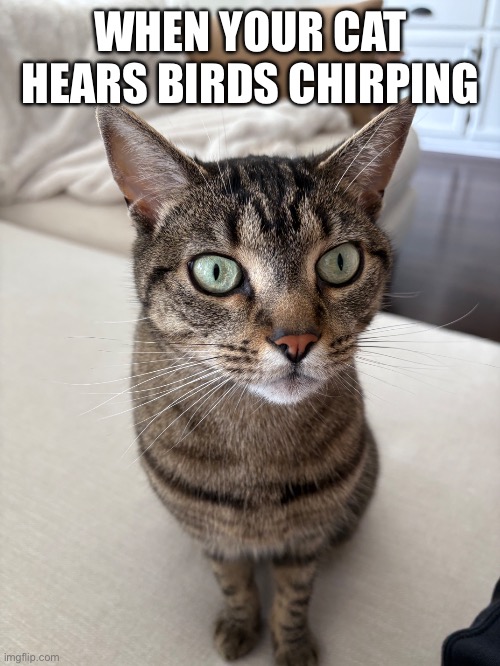 When Your Cat Hears Birds Chirping | WHEN YOUR CAT HEARS BIRDS CHIRPING | image tagged in fun,cats,cat memes,pets | made w/ Imgflip meme maker