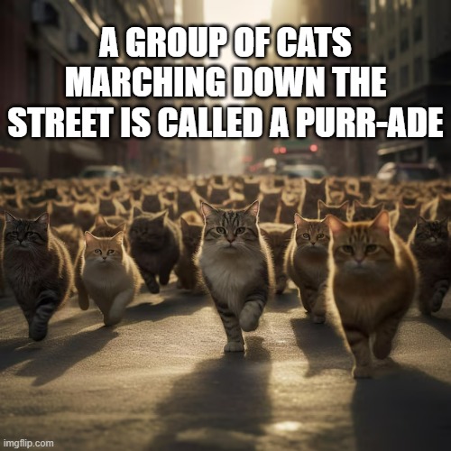 A group of cats marching down the street is called a purr-ade. | A GROUP OF CATS MARCHING DOWN THE STREET IS CALLED A PURR-ADE | image tagged in cats,funny,kitten,humor,play on words,parade | made w/ Imgflip meme maker