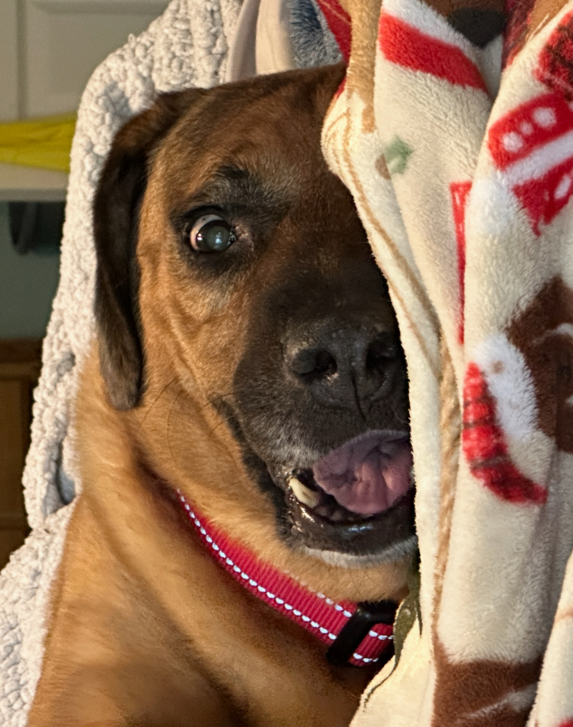 Surprised dog Blank Meme Template