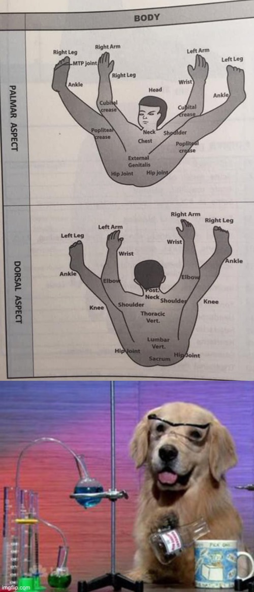 image tagged in science dog,science,this is beyond science,anatomy,pain diagram | made w/ Imgflip meme maker