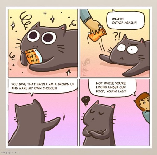 Nip-nabbed once again… | image tagged in cats,catnip,confiscated | made w/ Imgflip meme maker