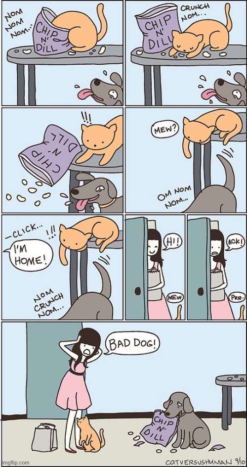 Poor doggie… framed again! | image tagged in cats,framed,dog | made w/ Imgflip meme maker