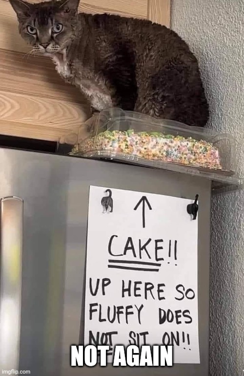 Foreshadowing | NOT AGAIN | image tagged in cat | made w/ Imgflip meme maker