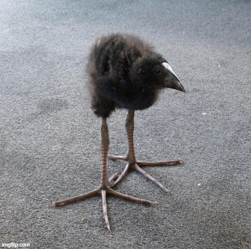 image flippation!!!!!!! | image tagged in damn,pukeko bird | made w/ Imgflip meme maker