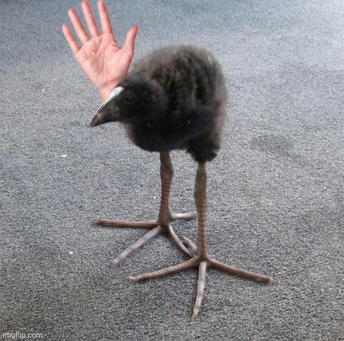 I HAVE A QUESTION!!!!!!!!!!!!!!!!!!!!!! | image tagged in pukeko chick | made w/ Imgflip meme maker