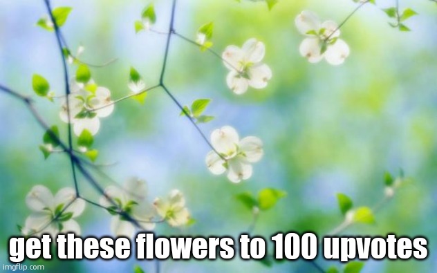 flowers | get these flowers to 100 upvotes | image tagged in flowers | made w/ Imgflip meme maker