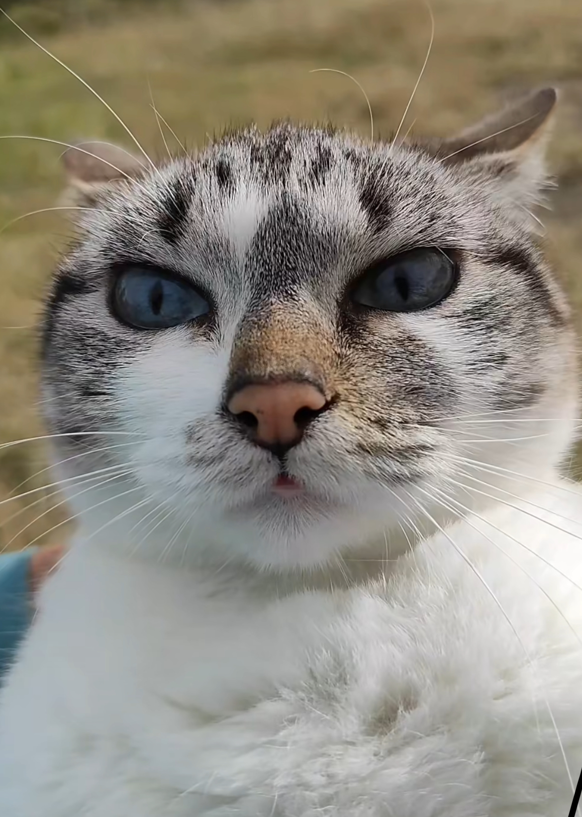 cat angry Blank Meme Template