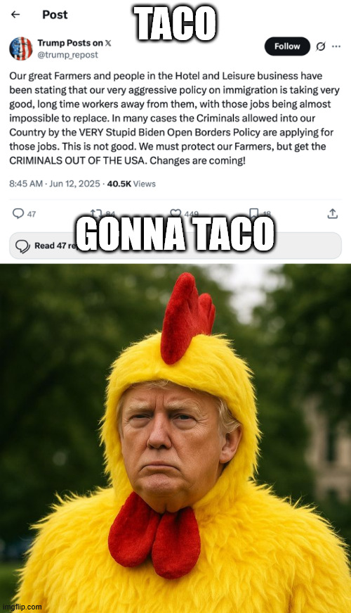 TACO; GONNA TACO | image tagged in donald trump chicken suit taco | made w/ Imgflip meme maker
