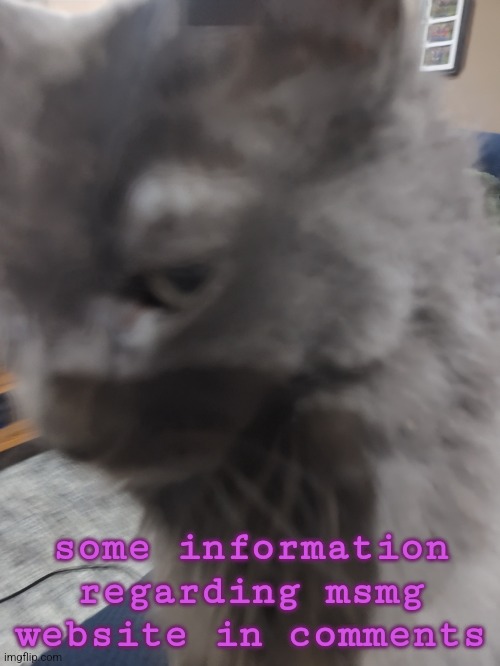 not reading allat ;-; | some information regarding msmg website in comments | made w/ Imgflip meme maker