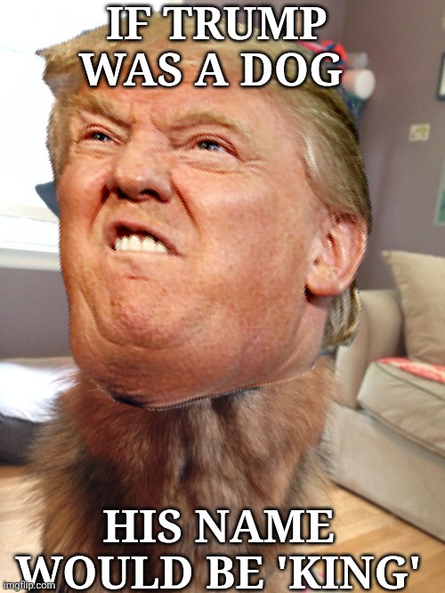 Suspicious German Shepherd | IF TRUMP WAS A DOG HIS NAME WOULD BE 'KING' | image tagged in suspicious german shepherd | made w/ Imgflip meme maker