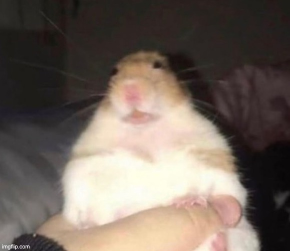 Hampter Blank Meme Template