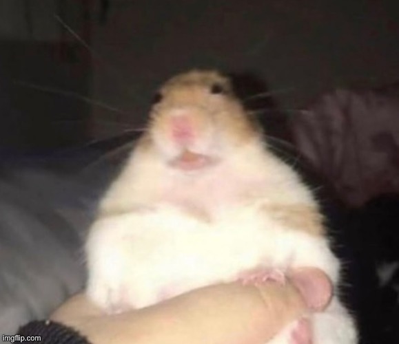 Hampter | image tagged in hampter | made w/ Imgflip meme maker