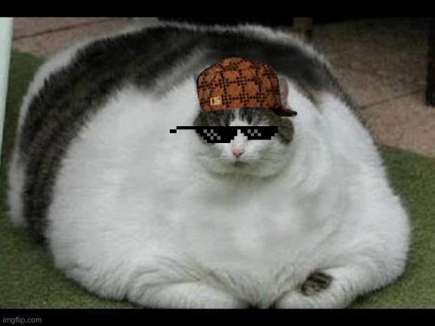 fat cat 2 | image tagged in fat cat 2 | made w/ Imgflip meme maker
