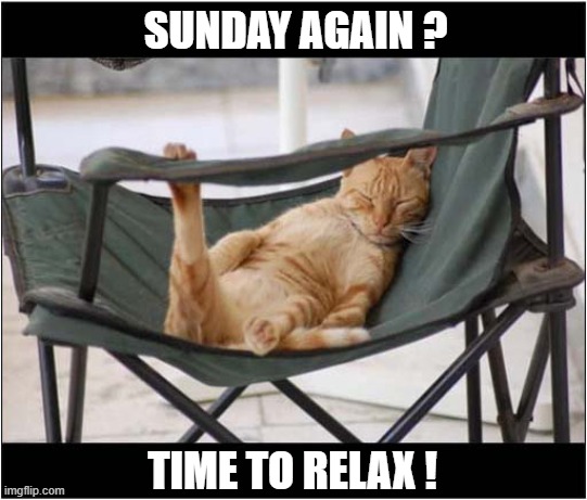 Everyday Is Sunday To A Cat ! | SUNDAY AGAIN ? TIME TO RELAX ! | image tagged in cats,sunday,relax | made w/ Imgflip meme maker
