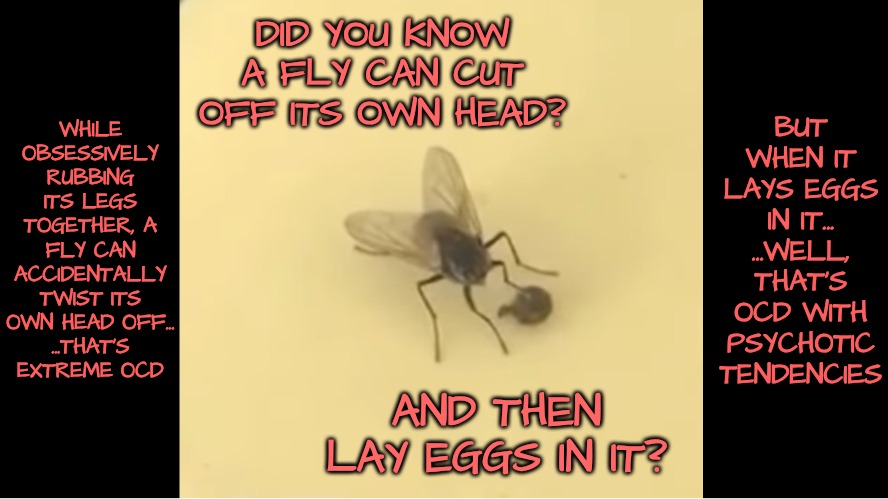 Hint: Don't Tell Your Psych Everything You Can Do! | BUT WHEN IT LAYS EGGS IN IT...
...WELL, THAT'S OCD WITH PSYCHOTIC TENDENCIES; WHILE OBSESSIVELY RUBBING ITS LEGS TOGETHER, A FLY CAN ACCIDENTALLY TWIST ITS OWN HEAD OFF...
...THAT'S EXTREME OCD; DID YOU KNOW A FLY CAN CUT OFF ITS OWN HEAD? AND THEN LAY EGGS IN IT? | image tagged in mental health,at least you're not that crazy,neurodivergent | made w/ Imgflip meme maker