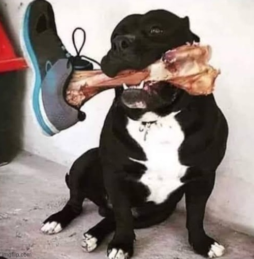 dog | made w/ Imgflip meme maker