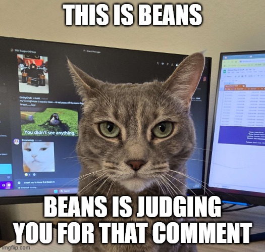Beans Judging | THIS IS BEANS; BEANS IS JUDGING YOU FOR THAT COMMENT | image tagged in funny,cat | made w/ Imgflip meme maker