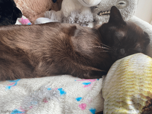 very sleepy kitty cat | image tagged in gifs,cat,sleep | made w/ Imgflip images-to-gif maker
