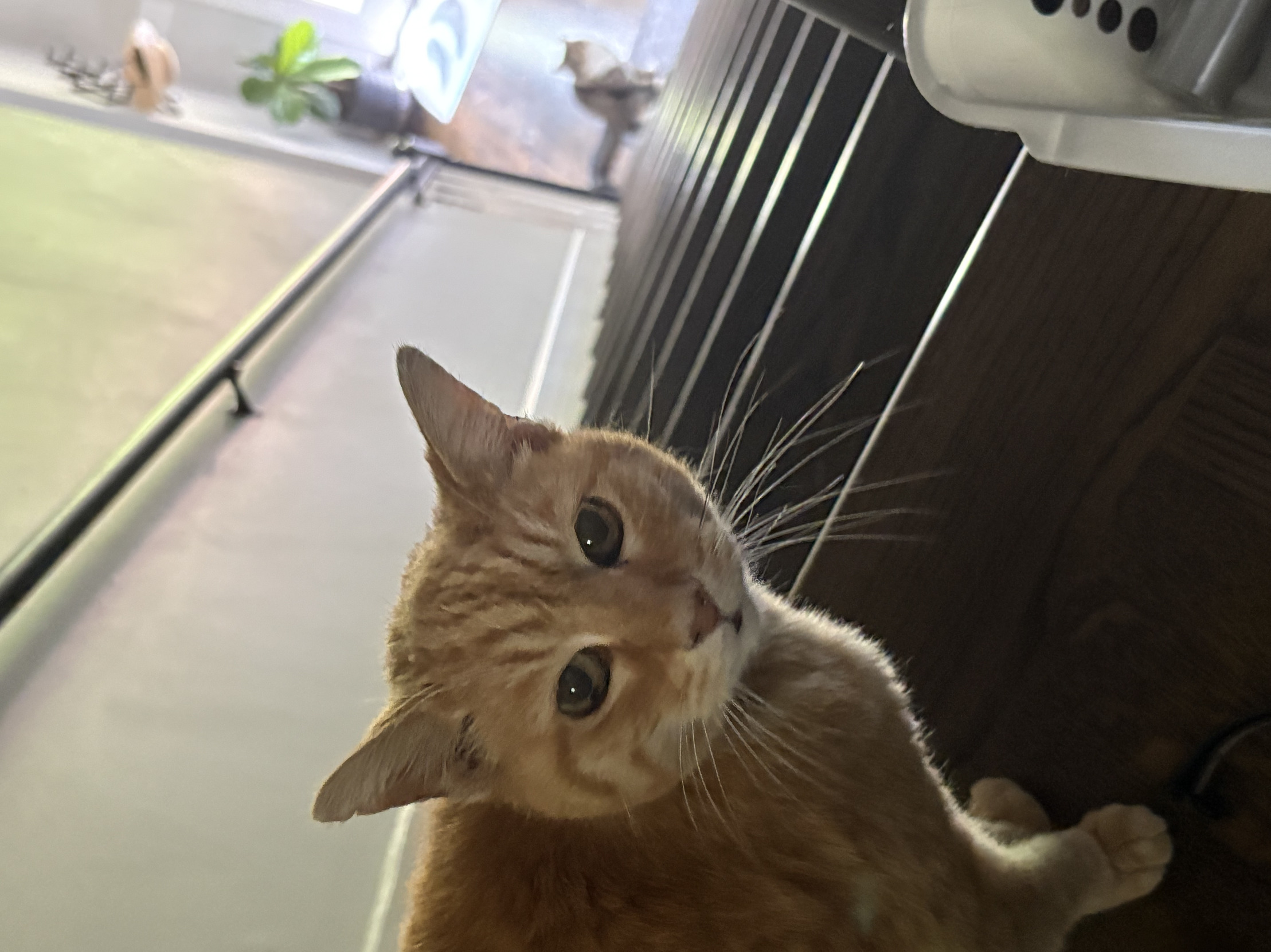 Surprised Cat Blank Meme Template