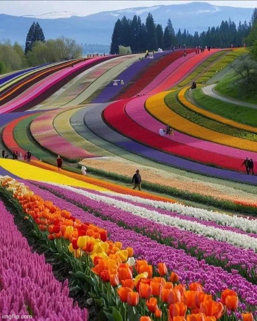 Hokkaido , Japan | image tagged in flowers,x x everywhere,hills are alive,beautiful nature | made w/ Imgflip meme maker