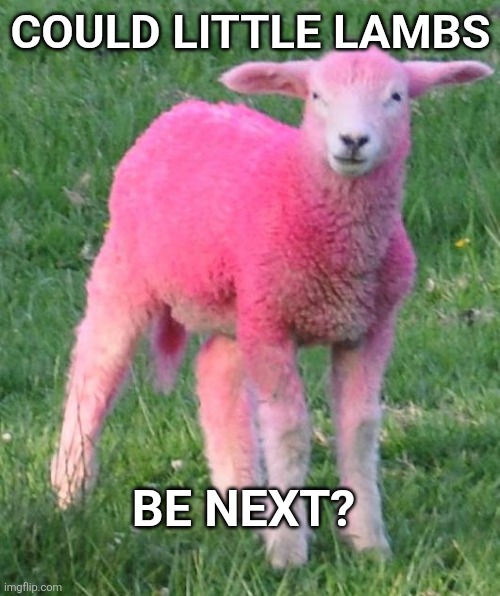 pink sheep | COULD LITTLE LAMBS BE NEXT? | image tagged in pink sheep | made w/ Imgflip meme maker