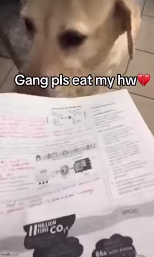 teach will have to believe | image tagged in dog,homework,funny | made w/ Imgflip meme maker