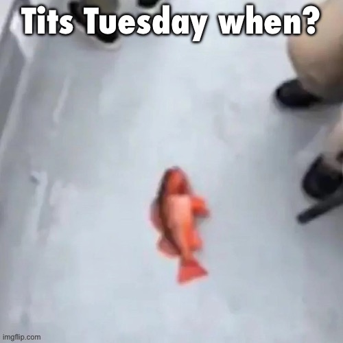 Jimmy here fish | Tits Tuesday when? | image tagged in jimmy here fish | made w/ Imgflip meme maker