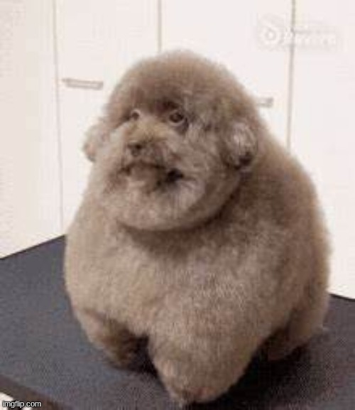 Scoobert Dog | image tagged in scoobert dog | made w/ Imgflip meme maker