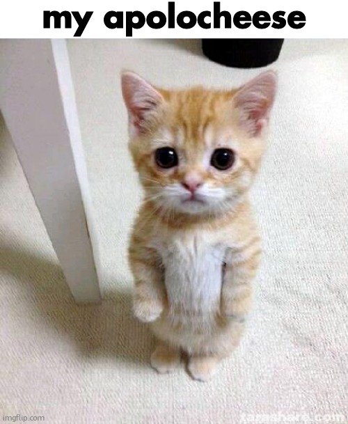 Cute Cat | my apolocheese | image tagged in memes,cute cat | made w/ Imgflip meme maker