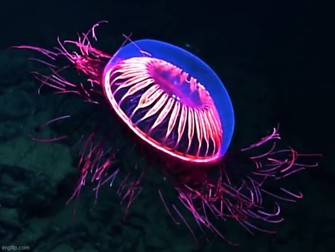 Jellyfish | image tagged in oh wow are you actually reading these tags,why are you reading the tags | made w/ Imgflip meme maker