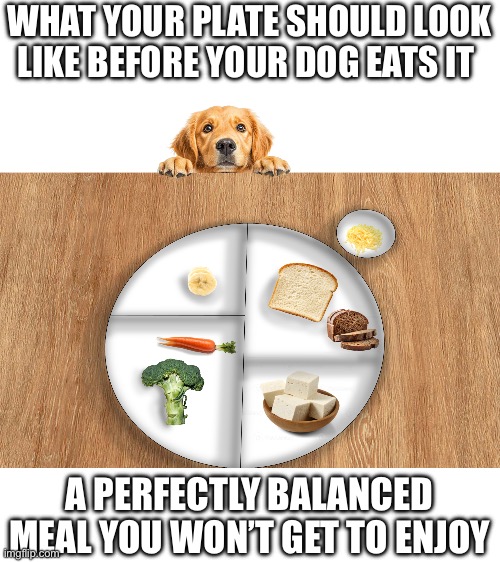 Golden Retriever and a Plate | WHAT YOUR PLATE SHOULD LOOK LIKE BEFORE YOUR DOG EATS IT; A PERFECTLY BALANCED MEAL YOU WON’T GET TO ENJOY | image tagged in golden retriever and a plate | made w/ Imgflip meme maker
