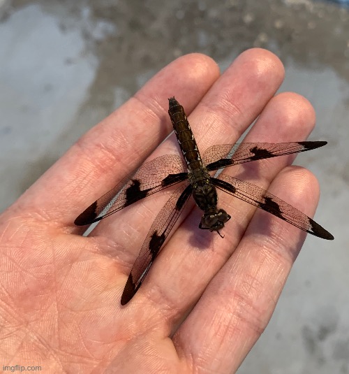 Surprisingly intact dead dragonfly | made w/ Imgflip meme maker