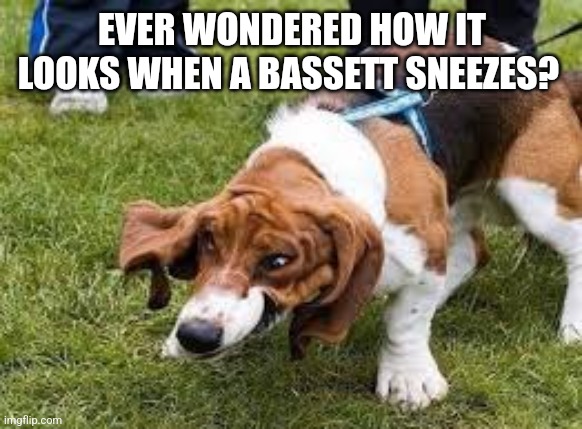 Bassett | EVER WONDERED HOW IT LOOKS WHEN A BASSETT SNEEZES? | image tagged in bassett | made w/ Imgflip meme maker