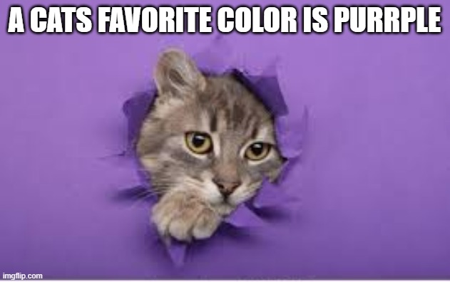 A cat's favorite color is purr-ple. | A CATS FAVORITE COLOR IS PURRPLE | image tagged in funny,cats,play on words,kitten,humor,purple | made w/ Imgflip meme maker