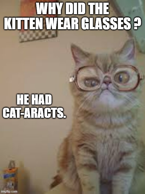 Why did the kitten wear glasses? She had cat-aracts. | WHY DID THE KITTEN WEAR GLASSES ? HE HAD CAT-ARACTS. | image tagged in cats,funny,kitten,glasses,humor,play on words | made w/ Imgflip meme maker