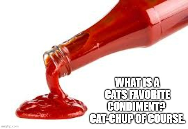 What is a cats favorite condiment?    Cats-up of course. | WHAT IS A CATS FAVORITE CONDIMENT?  CAT-CHUP OF COURSE. | image tagged in cats,funny,kitten,play on words,ketchup,humor | made w/ Imgflip meme maker