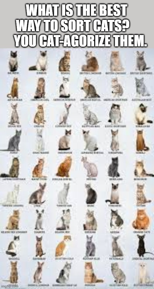 The best way to sort cats is to cat-agorize them. | WHAT IS THE BEST WAY TO SORT CATS?       YOU CAT-AGORIZE THEM. | image tagged in cats,funny,kittens,humor,play on words | made w/ Imgflip meme maker