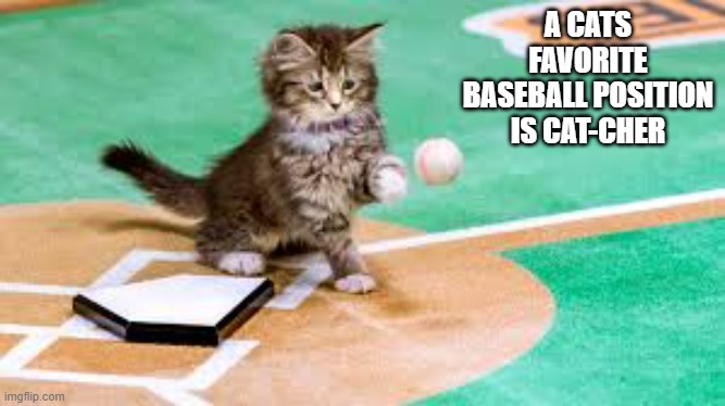 A felines favorite baseball position is cat-cher. | A CATS FAVORITE BASEBALL POSITION IS CAT-CHER | image tagged in cats,funny,kittens,humor,play on words,baseball | made w/ Imgflip meme maker