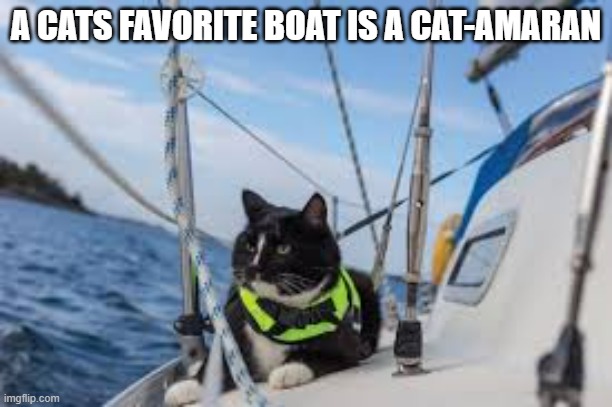 A felines favorite boat is a cat-amaran. | A CATS FAVORITE BOAT IS A CAT-AMARAN | image tagged in cats,funny,kittens,humor,boats,play on words | made w/ Imgflip meme maker