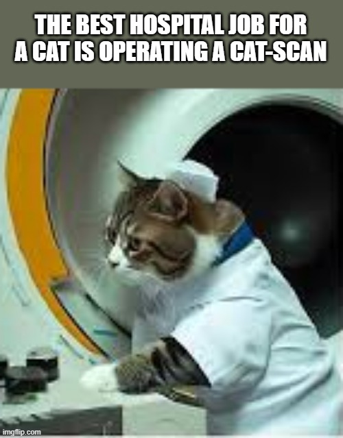 The best job for a cat at a hospital is running the cat-scan. | THE BEST HOSPITAL JOB FOR A CAT IS OPERATING A CAT-SCAN | image tagged in cats,funny,kittens,humor,hospital,job | made w/ Imgflip meme maker