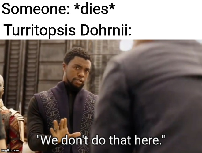 man it's immortal. | Someone: *dies*; Turritopsis Dohrnii: | image tagged in we don't do that here,memes | made w/ Imgflip meme maker