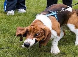 Basset Blank Meme Template