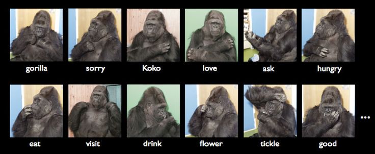 Koko the gorilla vocabulary Blank Meme Template