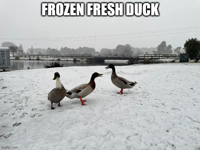 FROZEN FRESH DUCK | image tagged in animals | made w/ Imgflip meme maker