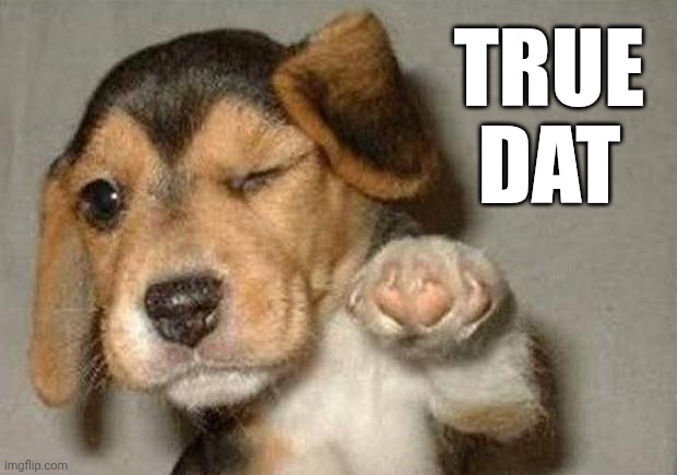 Winking Dog | TRUE DAT | image tagged in winking dog | made w/ Imgflip meme maker