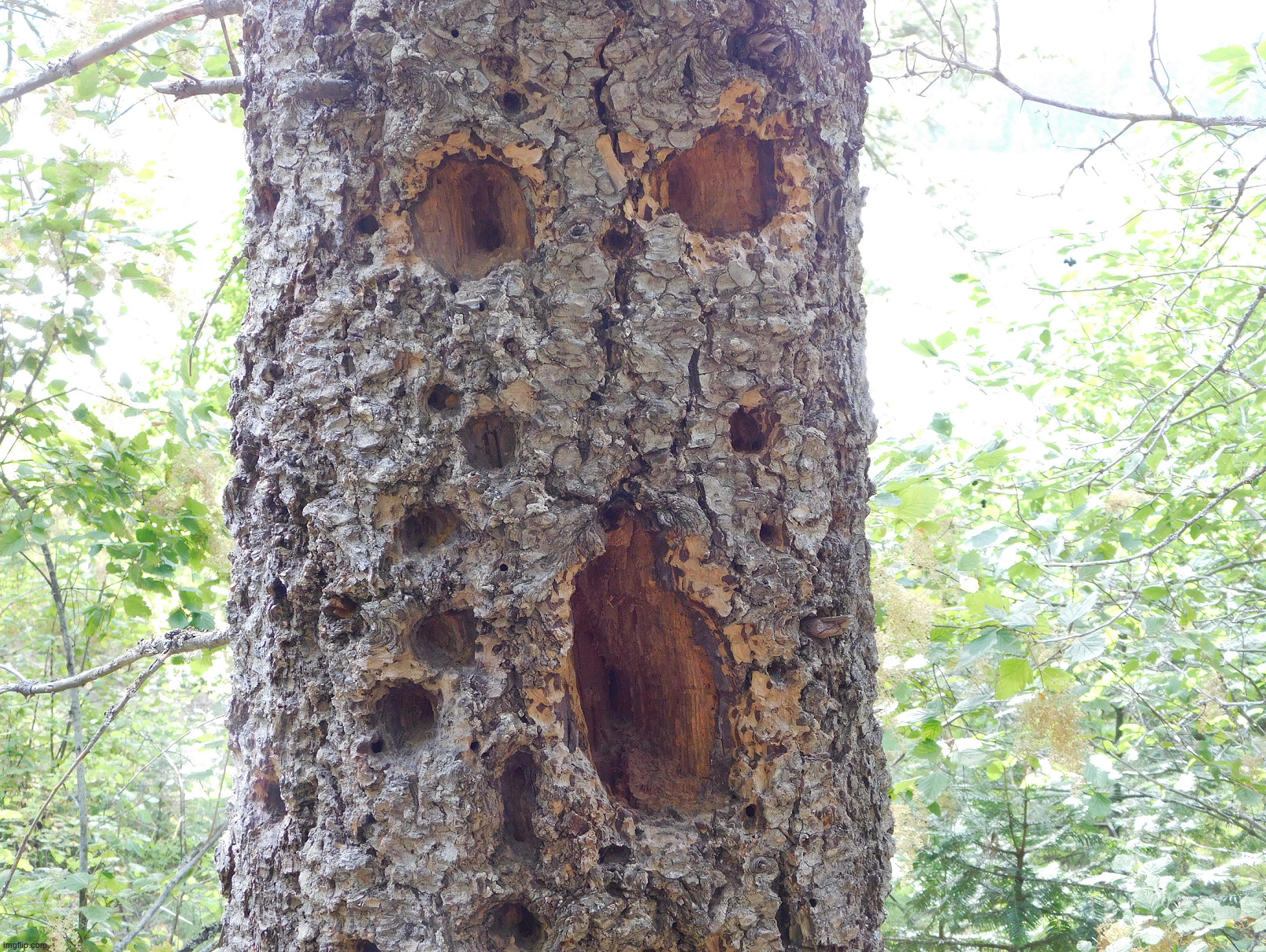 Screaming tree in the forrest | image tagged in photography | made w/ Imgflip meme maker