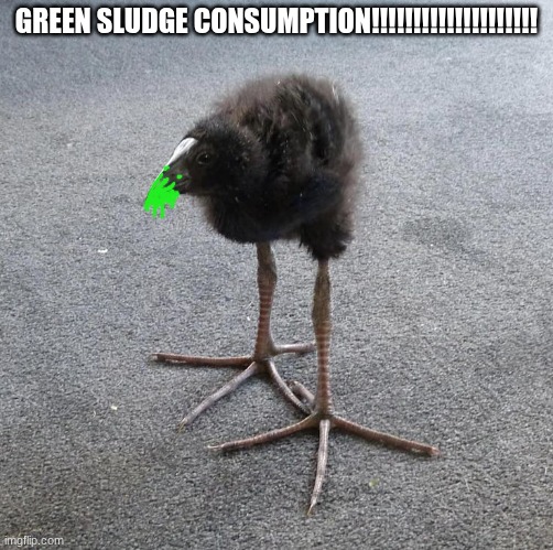 Pukeko chick | GREEN SLUDGE CONSUMPTION!!!!!!!!!!!!!!!!!!!! | image tagged in pukeko chick | made w/ Imgflip meme maker