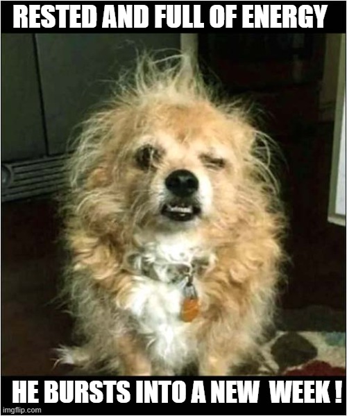He Loves Mondays ! | RESTED AND FULL OF ENERGY; HE BURSTS INTO A NEW  WEEK ! | image tagged in dogs,i hate mondays | made w/ Imgflip meme maker